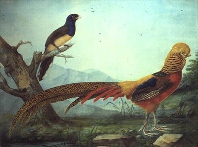 Un faisan doré et un trogon - L.F.A. Panhuts