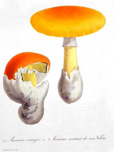 Amanite César, 1821 - LFJ Hoquart