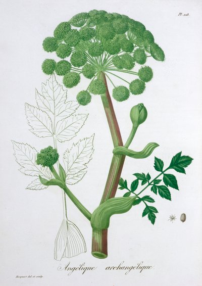 Angelica Archangelica, 1821 - LFJ Hoquart