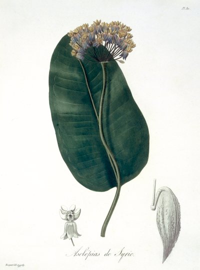 Asclepias Syriaca de 