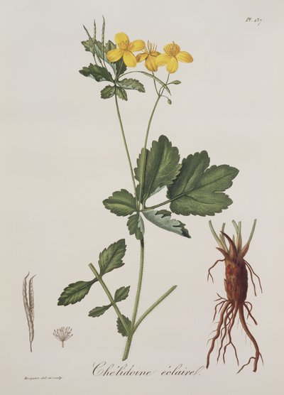 Celidonium Majus de Phytographie Médicale par Joseph Roques, publié en 1821 - L.F.J. Hoquart