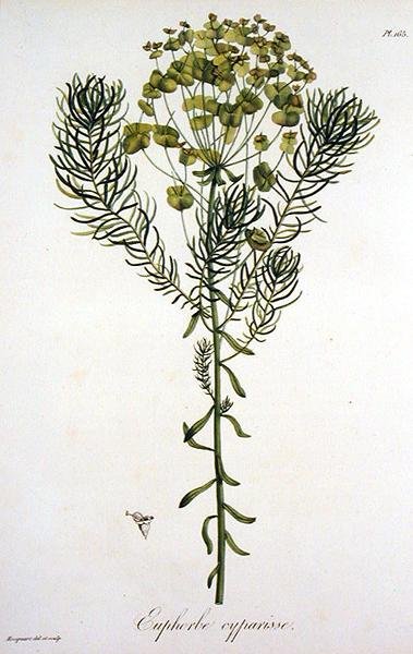 Euphorbia Cyparissias de 