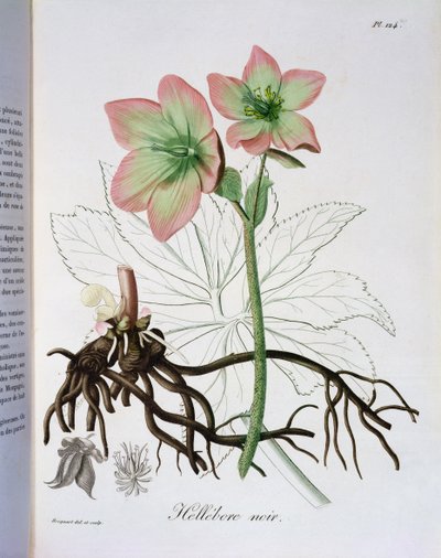 Helleborus Niger de 