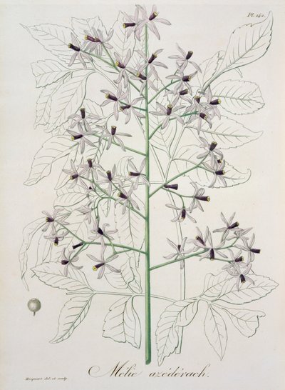 Melia Azedarach de 