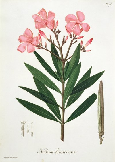 Laurier-rose de 