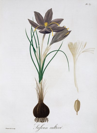 Crocus safran, 1821 - LFJ Hoquart