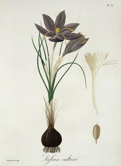 Crocus safran extrait de 