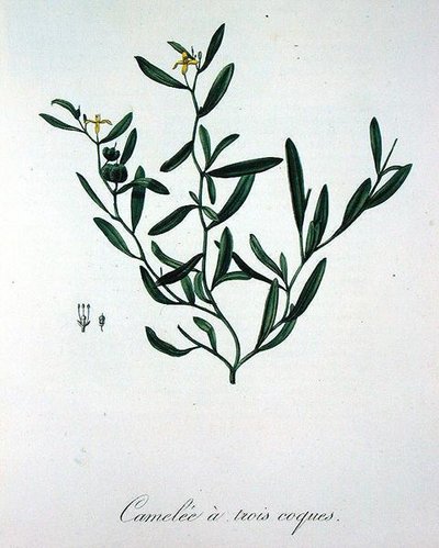 Trois coquilles de camélia de 