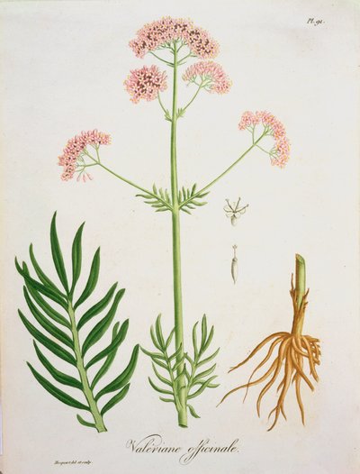 Valériane de 