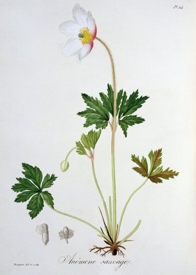 Anémone des bois de 