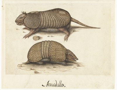 Feuille d