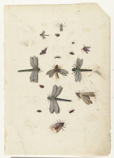 Libellules et insectes volants - Lambert Lombard