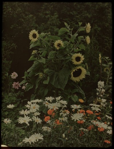 Jardin de la maison Kersbergen, Zeist, avec notamment des tournesols - Lambertus Hendrik van Berk