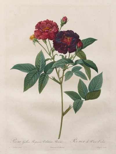 Les Roses : Rosa Gallica Purpurea Velutina Parva - Langlois