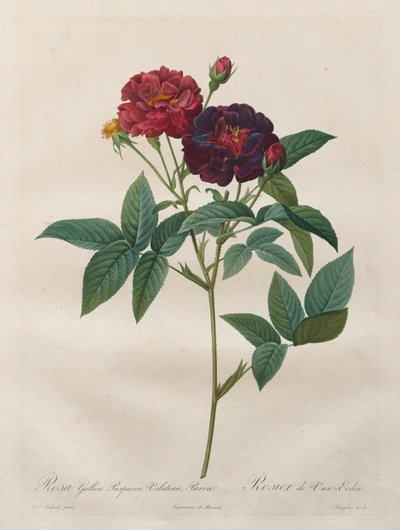 Les Roses : Rosa Gallica Purpurea Velutina Parva - Langlois
