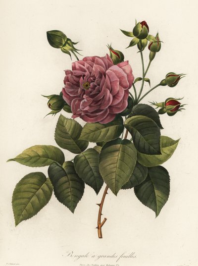 Rose du Bengale, variété Rosa chinensis, Bengale à grandes feuilles - Langlois Langlois