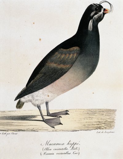 Starique cristatelle (Aethia cristatella), de Voyage pittoresque autour du monde - Langlume Langlume