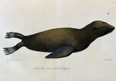 Jeune lion de mer, Californie, de Voyage pittoresque autour du monde - Langlume Langlume