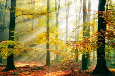  - Lars van de Goor †