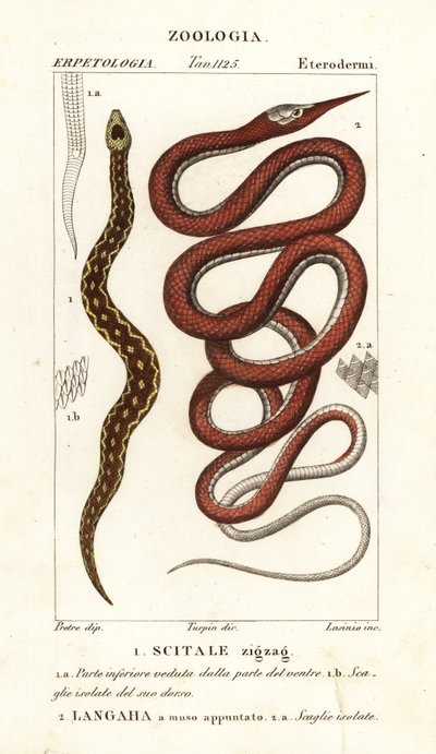 Vipère à écailles de scie, Echis carinatus 1, et serpent à nez de feuille de Madagascar, Langaha madagascariensis 2 - Lasinio Lasinio
