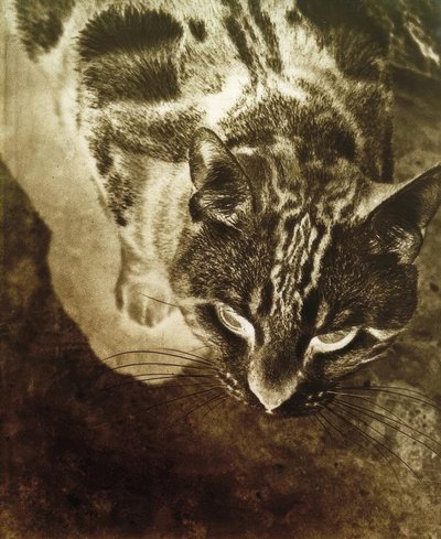 Chat (tirage négatif) - Laszlo Moholy Nagy