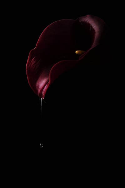 Calla rouge foncé en forme de goutte - Laura Benvenuti