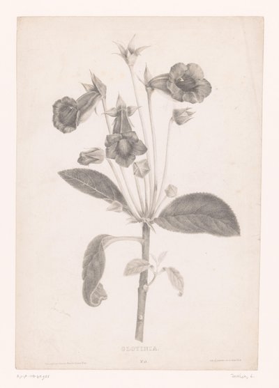 Gloxinia - Laure Devéria