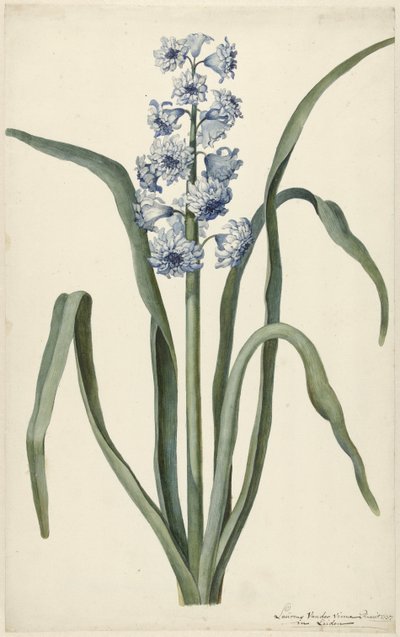 Jacinthe - Laurens Jacobsz. van der Vinne