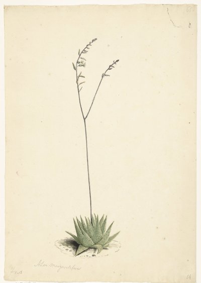 Aloès en fleur - Laurens Vincentsz. van der Vinne