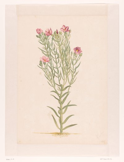 Plante avec fleurs roses - Laurens Vincentsz. van der Vinne
