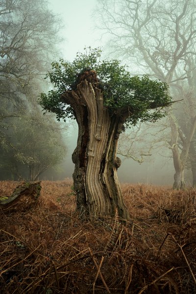 Ancient Bonsai, 2025 (photo) - Lee Cooper