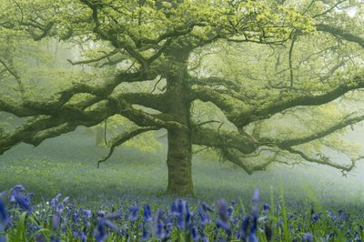 Ancient Greens 2, 2025 (photo) - Lee Cooper