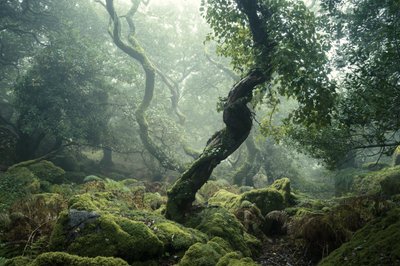 Awakening II, 2024 (photo) - Lee Cooper