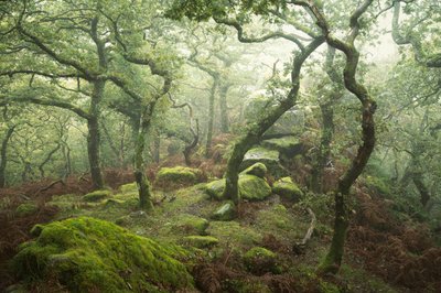 Dewerstone, 2024 (photo) - Lee Cooper
