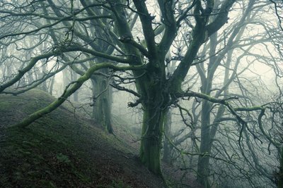 Araignée de forêt, 2024 (photo) - Lee Cooper