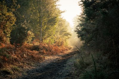 Fantôme de la forêt, 2025 (photo) - Lee Cooper