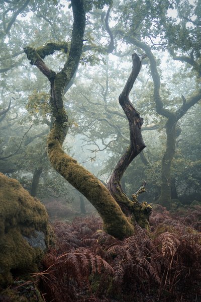 Lanterne dans les arbres, 2024 (photo) - Lee Cooper