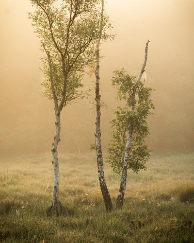 Contes de la forêt IIII, 2024 (photo) - Lee Cooper