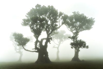 La forêt demeure, 2023 (photo) - Lee Cooper