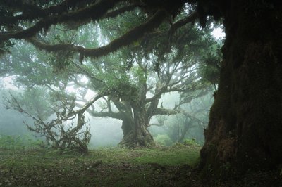 Le bois de la cueillette, 2023 (photo) - Lee Cooper