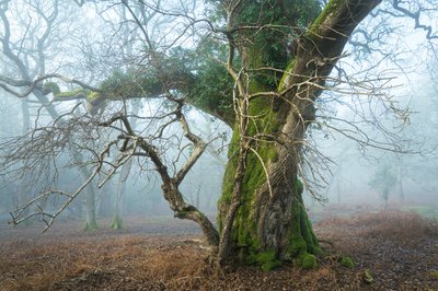 Wild Silence, 2025 (photo) - Lee Cooper