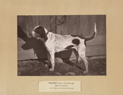 Pilote, Chien de Saintonge, Meute de Virelade, A.M. Joseph de Carayon Latour - Leon Cremiere