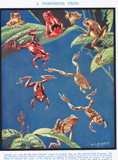 Une grenouille vénéneuse, illustration de 