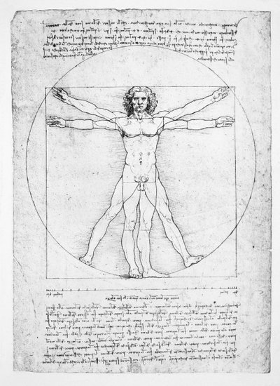 Les proportions de la figure humaine (d