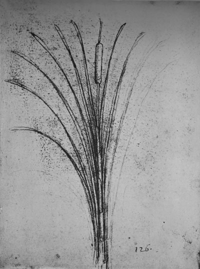 Un Roseau, vers 1480, 1945 - Leonardo da Vinci