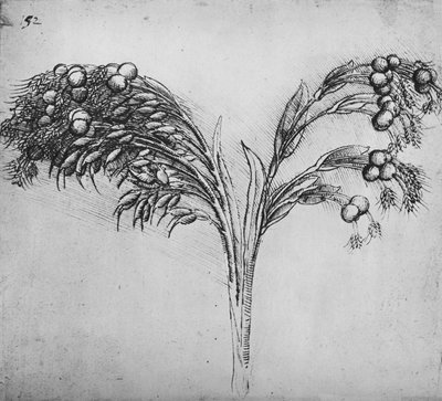Une plante à longue tige, vers 1480 - Leonardo da Vinci