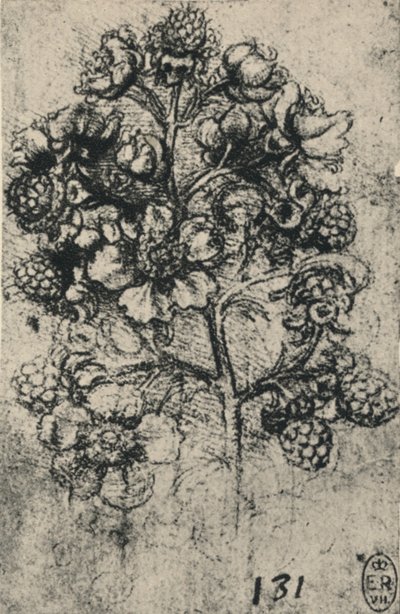 Une branche de ronces, vers 1480, 1945 - Leonardo da Vinci