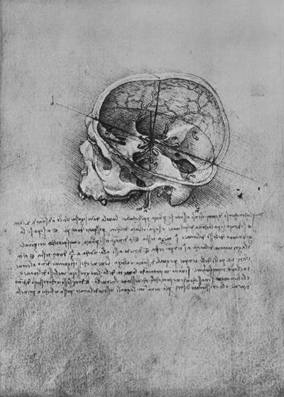 Dessin anatomique d