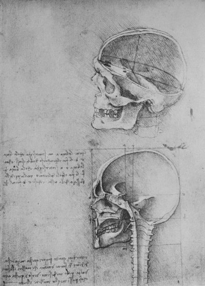 Dessins anatomiques de deux crânes de profil à gauche, vers 1480 1945 - Leonardo da Vinci