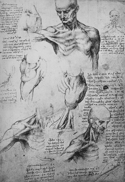 Dessins anatomiques du cou et des épaules d